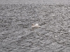20120407-DSC_0046